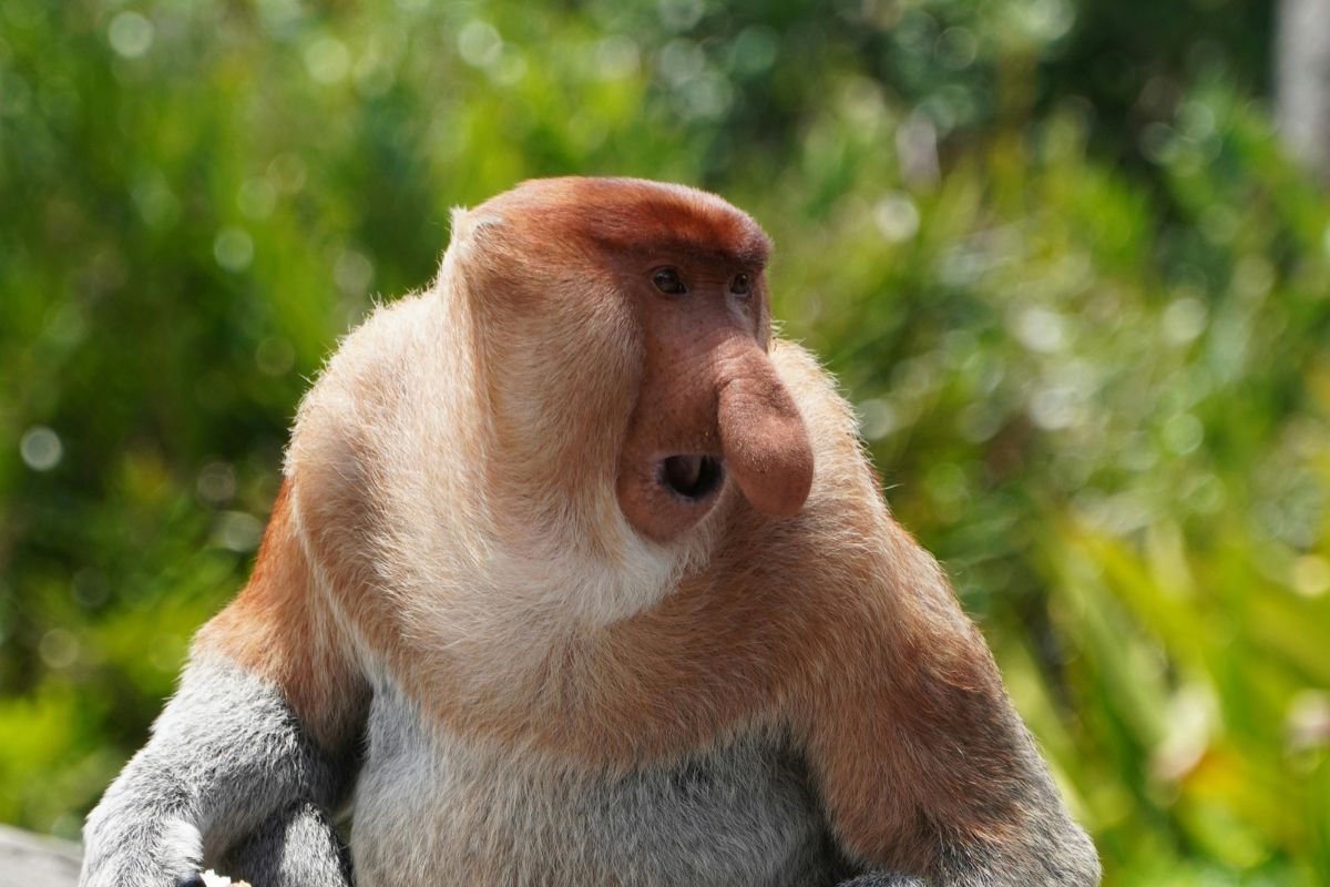 Image of Discover Proboscis Monkey